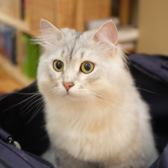 Meet your Posher, Constance - Picture 1 of 1